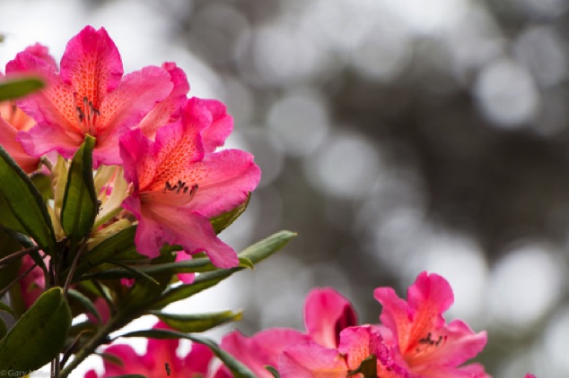 Pink Rhododendron 
Mendocino Coast Botanical Garden
Fort Bragg  CA